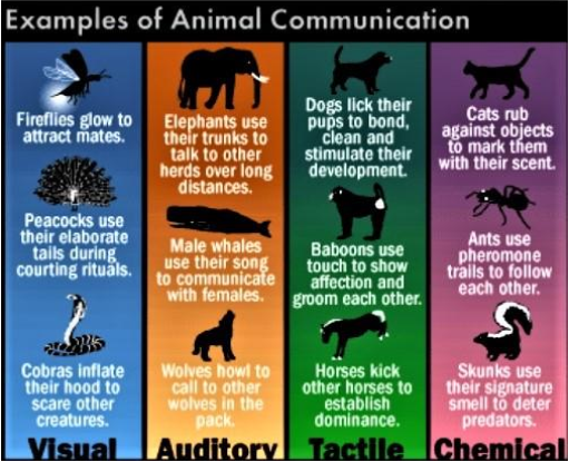 example-of-animal-communication-smchowdhurybd-english-grammar-note